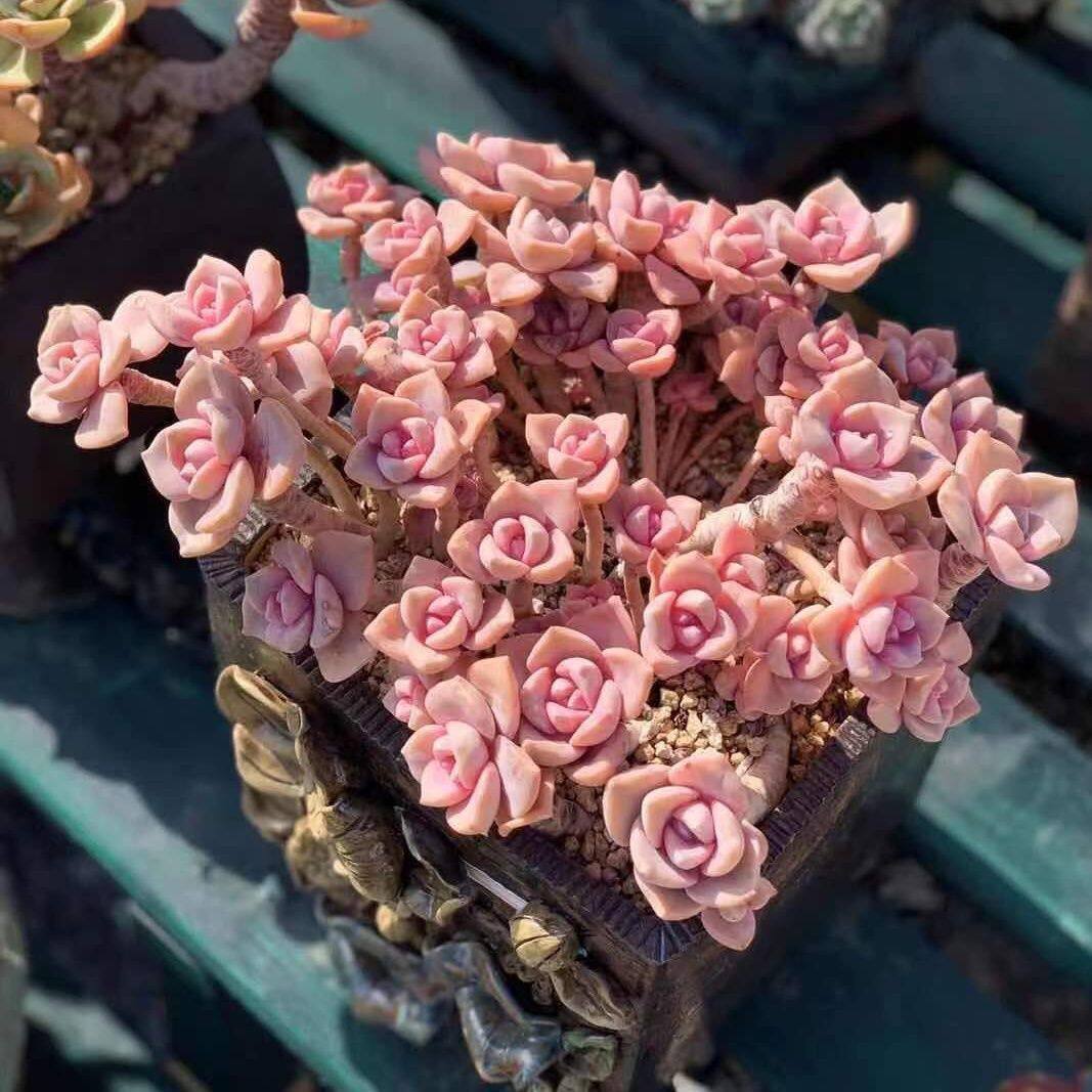 彩虹糖 露养粉色系老桩多肉植物大颗群绿植多肉植物