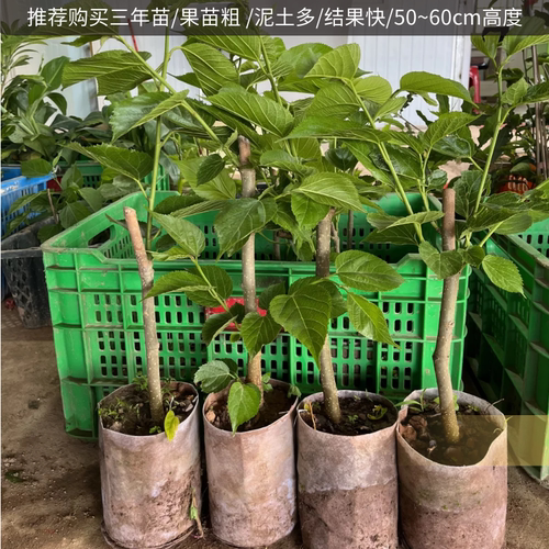 桑葚树苗嫁接四季桑葚子苗台湾长桑果苗养蚕果苗盆栽地栽当年结果 - 图0