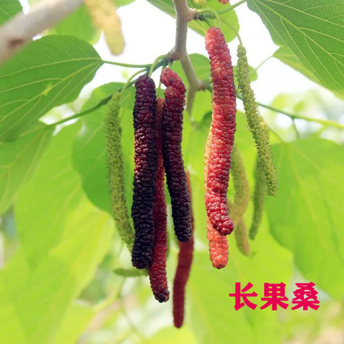 桑葚树苗嫁接四季桑葚子苗台湾长桑果苗养蚕果苗盆栽地栽当年结果 - 图2