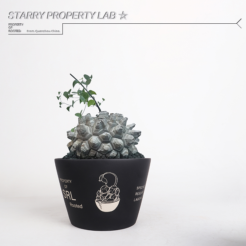 46龙甲龟潮流植物花盆块根植物植木钵日式SRL鎏金陶瓷NBHD - 图2