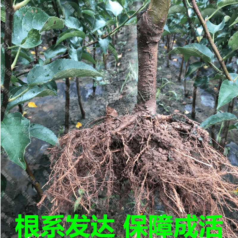 红星苹果树苗活苗南方北方庭院地栽特大室内盆栽嫁接矮化当年结果