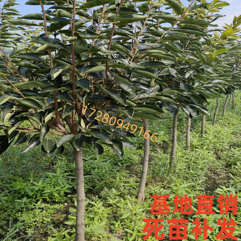 阳丰甜柿苗活苗南北方庭院地栽盆栽种植嫁接苗柿子树大树当年结果 - 图0