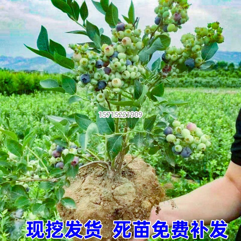 兔眼蓝莓苗果树南北方庭院地栽带土特大四季阳台盆栽种植当年结果 - 图2