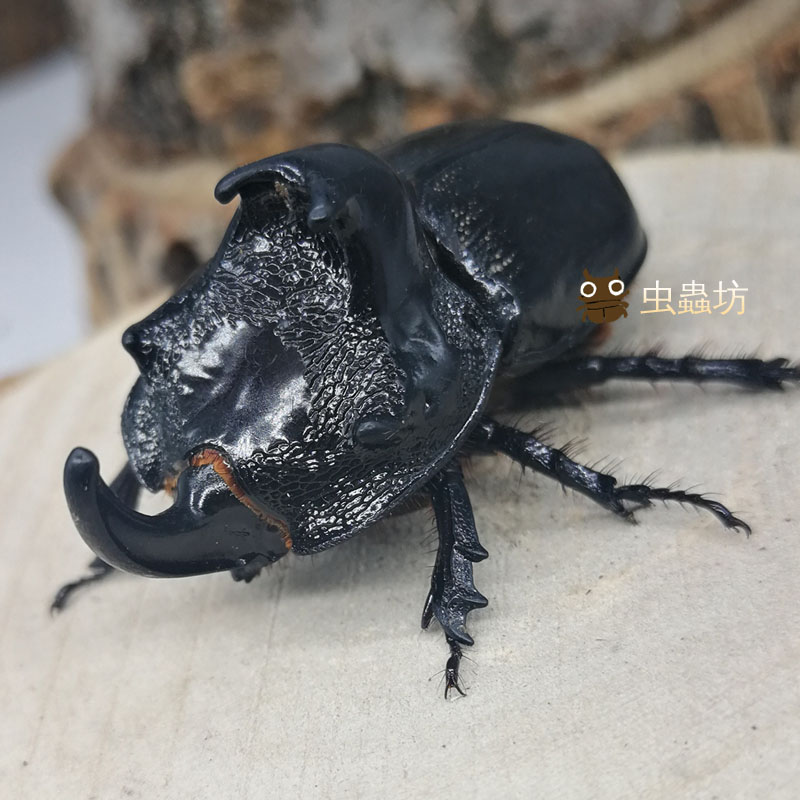 蒙瘤犀金龟成虫公母虫大兜虫宠物昆虫甲虫锹甲独角仙花金龟活体-图0