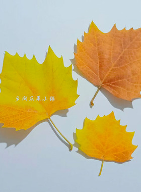 新鲜渐变梧桐叶 叶雕专用叶 可开发票 法桐叶创意标本 黄色梧桐叶