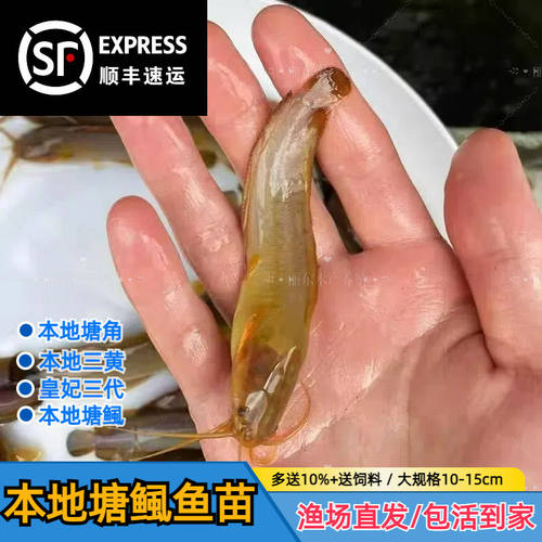 本地塘鲺皇妃三黄塘鲺胡子鲶鱼苗塘角鱼苗土塘鲺鱼苗塘虱淡水鱼苗 - 图1