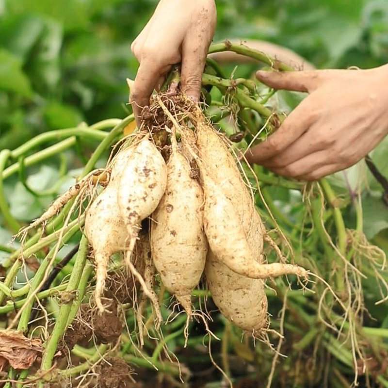 贵族白皮人参薯5斤 牛奶红薯新鲜白薯白心白瓤地瓜番薯密薯糖心