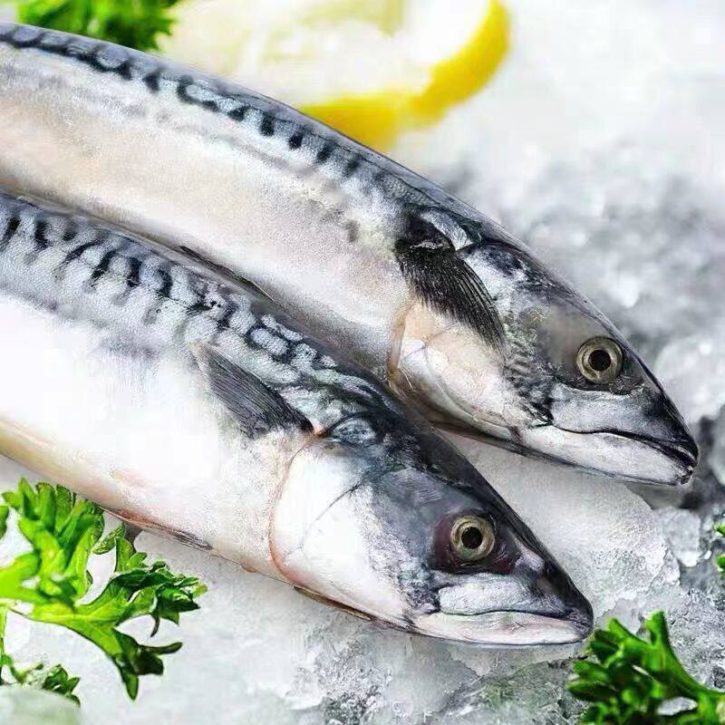 舟山青花鱼海鲜冷冻水产5斤青占鱼鲜活新鲜海鱼青鱼日式料理烧烤