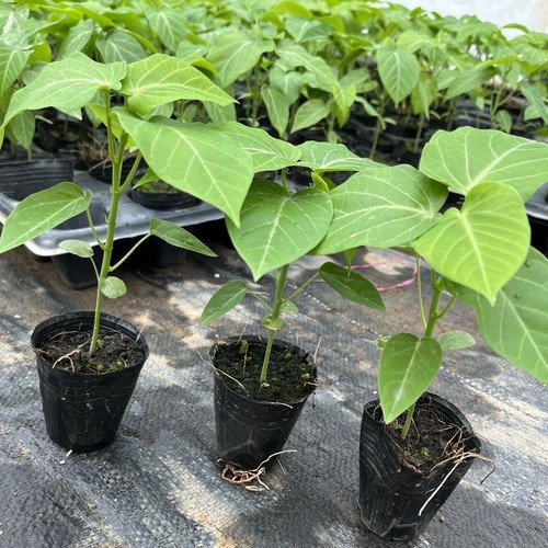 新品种哥伦比亚热情果苗纯甜不酸南方果树苗庭院阳台盆栽地栽常绿 - 图2