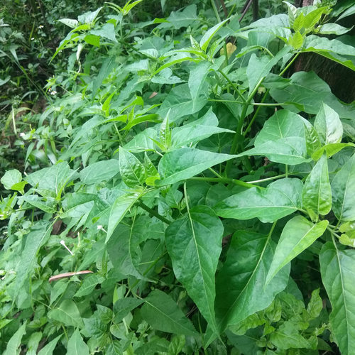 贵州深山钻入地老鼠 500g包邮新鲜中药材紫茉莉根胭脂花头种煲汤 - 图1