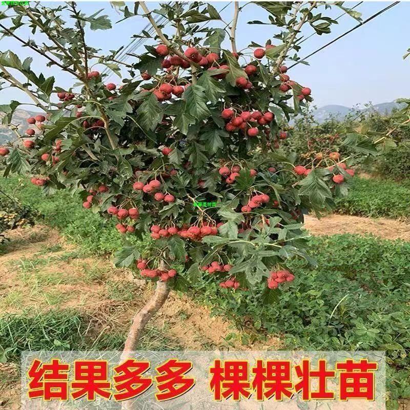 无籽特大果大五棱山楂树苗当年结果红果树苗红肉山楂树苗盆栽庭院 - 图1