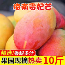 Hainan Guifeis mango fresh 10 catty fruits When the season is full box tree cooked red gold jade green great pepper raw