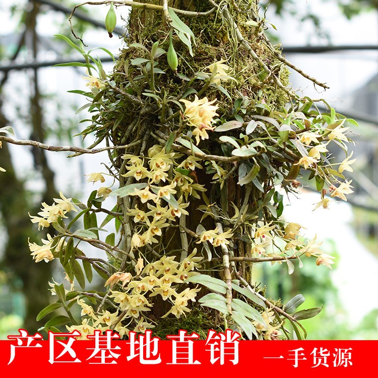 1瓶10g装铁皮石斛花茶枫斗干花养生石觚解斛确触魁斜敷胡花茶散装