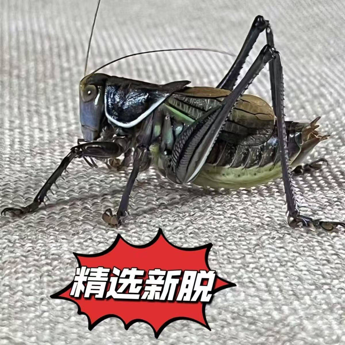蝈蝈鸣虫活虫冬蝈蝈新脱天津特大号铁皮蝈蝈翡翠绿色蝈蝈大音量,淘宝优惠券,粉丝福利购,淘宝优惠卷