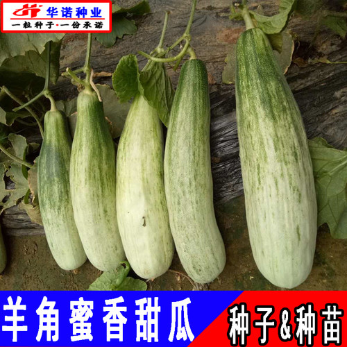 羊角蜜甜瓜种籽孑羊角酥水果脆甜香瓜甜瓜蔬菜籽秧苗四季菜园春播 - 图2