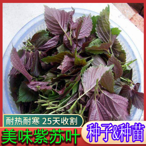 紫苏菜种子野菜籽红苏子青菜籽蔬菜种孑烤肉去腥阳台盆栽四季菜籽 - 图0