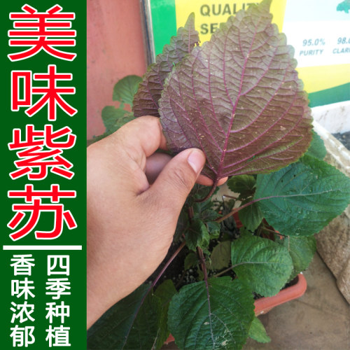 紫苏菜种子野菜籽红苏子青菜籽蔬菜种孑烤肉去腥阳台盆栽四季菜籽 - 图1