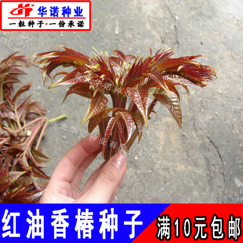 红油香椿种子香椿芽菜种籽孑多年生蔬菜树芽苗菜籽菜园蔬菜籽春播 - 图0