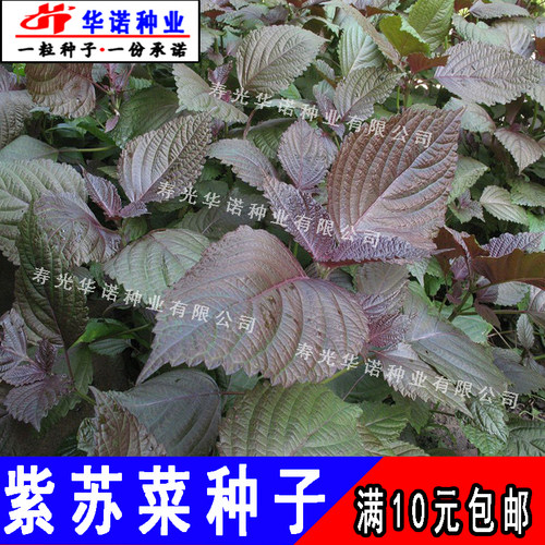 紫苏菜种子野菜籽红苏子青菜籽蔬菜种孑烤肉去腥阳台盆栽四季菜籽 - 图2