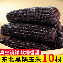 Northeast Black Glutinous Corn Vacuum Fit 10 New Fresh Sweet Glutinous Corn Stick Open Bag Heated Ready-to-eat Coarse Grain Black Corn