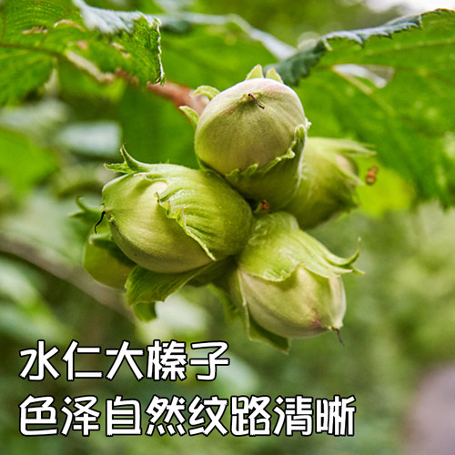 永强榛子铁岭头茬水仁榛子大颗粒饱满多汁3斤5斤产地直发 - 图1