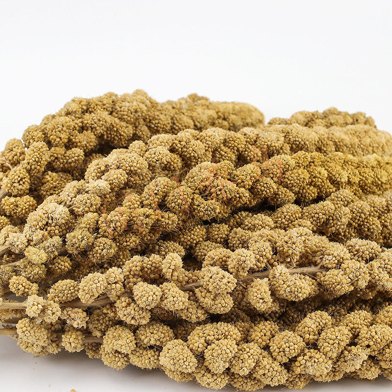 小型鸟鹦鹉零食 仓鼠粮 天然谷穗 仓鼠谷穗/鸟零食10根（25厘米）,淘宝优惠券,粉丝福利购,淘宝优惠卷