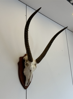 非洲进口墙壁真动物头骨标本轻奢