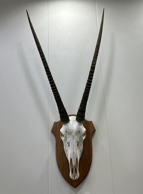 南非剑羚头骨墙面骨骼标本轻奢