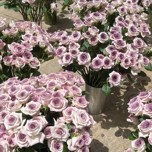 曼塔乌梅子酱稀有玫瑰花鲜花云南直发基地卡布奇诺鲜花鲜切花头小 - 图0