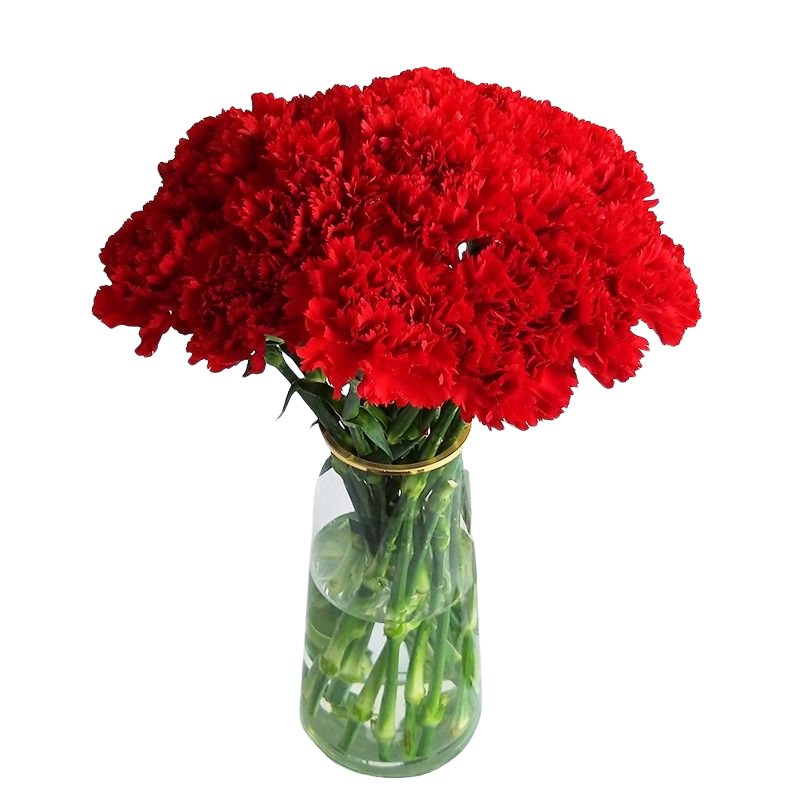 康乃馨云南批发送妈妈送老师长辈家养鲜切花速递家庭花瓶插花,淘宝优惠券,粉丝福利购,淘宝优惠卷