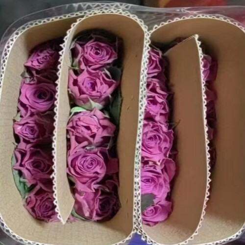 超稀有蓝莓单头玫瑰花云南昆明直发水养鲜切花礼物鲜花（小花型） - 图2