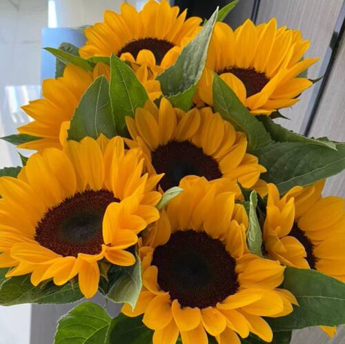 9.9元鲜花包邮  云南昆明鲜花基地直发红玫瑰花鲜切花向日葵批发 - 图2