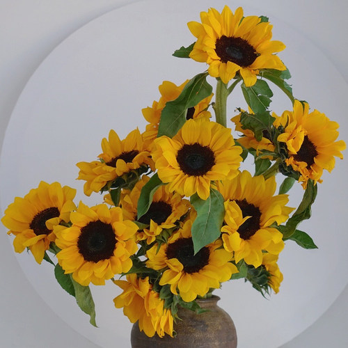云南昆明鲜花基地直发红玫瑰花水养百合花束鲜切花向日葵 - 图2
