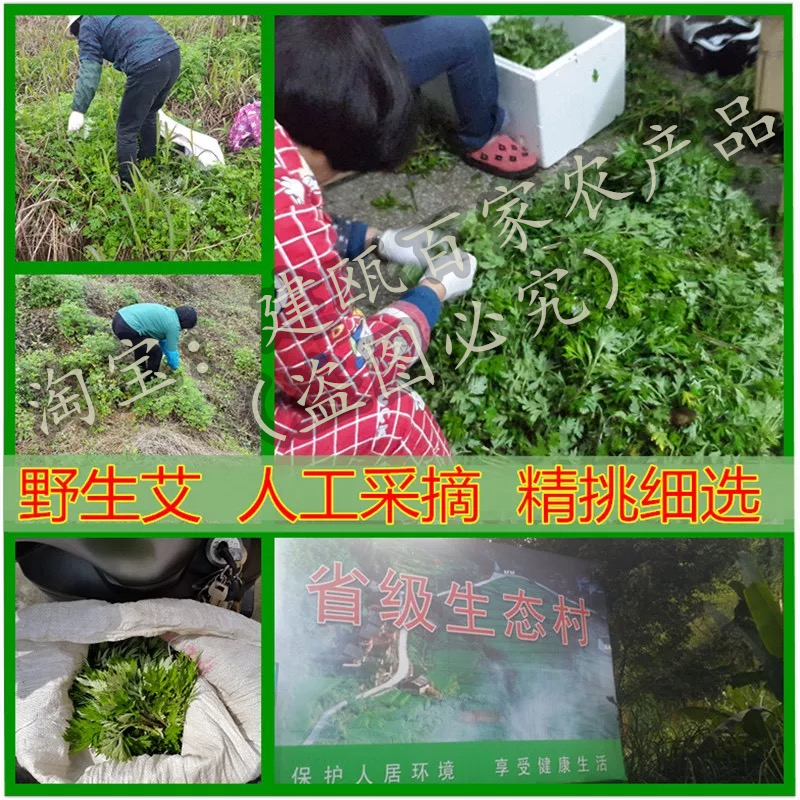 新鲜艾草汁食用艾叶汁野生现摘现发农家清明菜粑粑青团子艾粿材料 - 图0