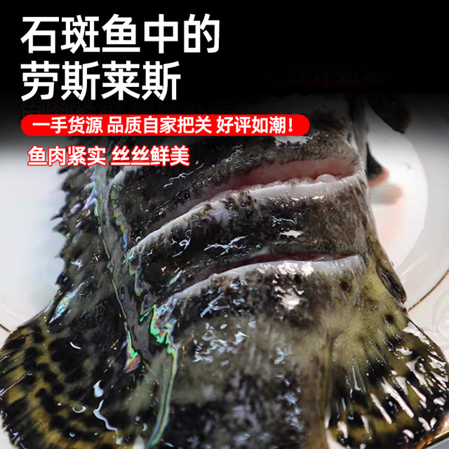 Extra large deep sea grouper fresh and quick frozen