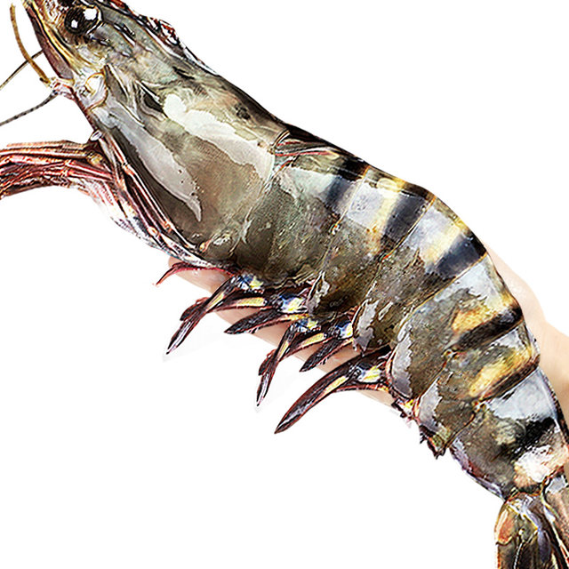 New arrival! Ice-free net weight extra large black tiger shrimp SF