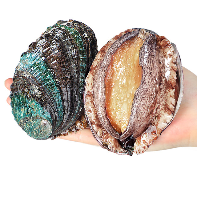 SF Express! Fast delivery of extra large abalone, fresh and fresh