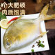 4 Extra Large Golden Pomfret New Arrival Live Fish Quick Frozen