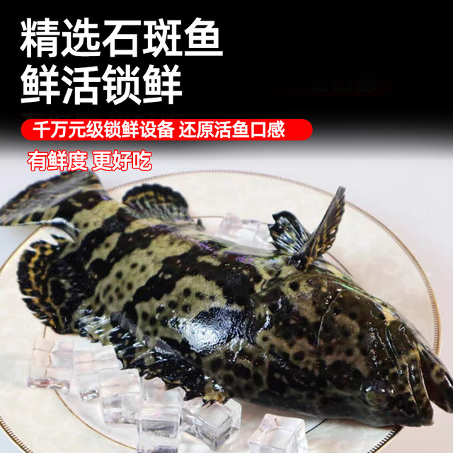 Extra large deep sea grouper fresh and quick frozen