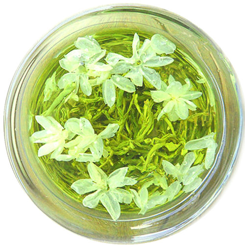 2025年新茶四川茶叶 浓香型 仙木飘雪类 逸香茉莉花茶叶500克罐装 - 图3