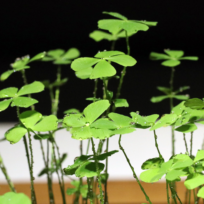 山野选集幸运草四叶萍田字草绿植水培类植物耐水喜阴植物生态缸-图2