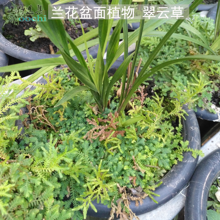 山野选集 兰花盆面植物翠云草 情人草幸福草 蓝翠云 卷柏5个品种 - 图1