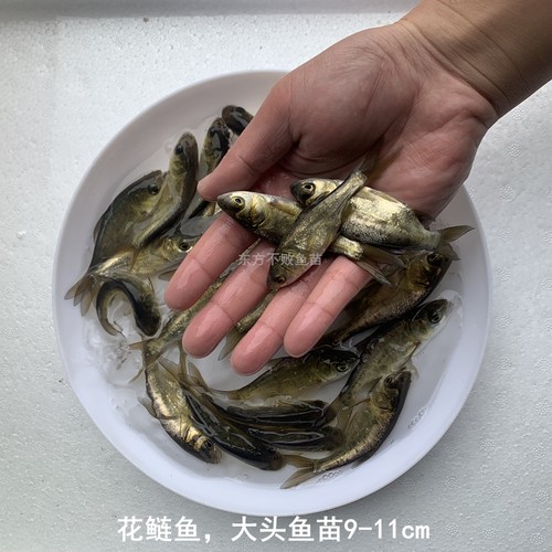 大花鲢鱼苗大头鱼胖头鱼雄鱼鲢鳙鱼淡水养殖活体食用小鱼饲料鱼苗 - 图1