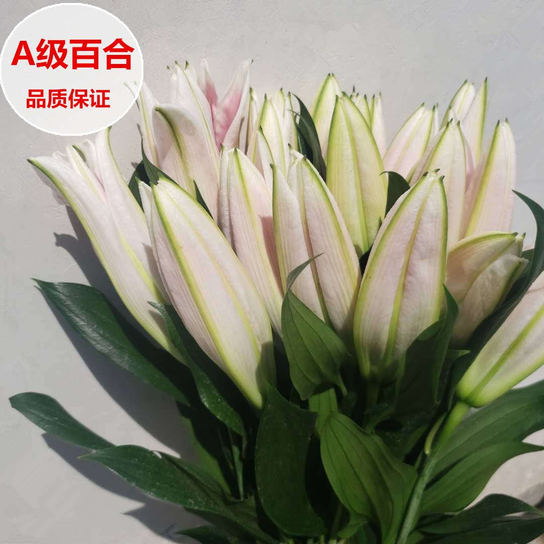 香水百合鲜花A级多头重瓣白百合10朵鲜切花水养基地顺丰快递发货 - 图2