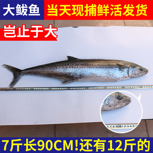 鲅鱼新鲜鲜活野生大鲅鱼深海冷冻水产大马鲛鱼水饺顺丰包邮青岛鱼 - 图1