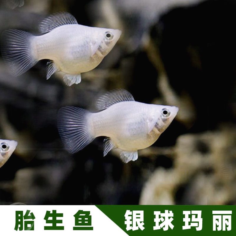 红太阳胎生鱼玛丽鱼热带观赏鱼黑玛丽球鱼热带皮球鱼米奇鱼淡水鱼