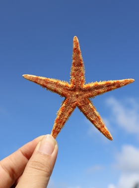 海贝缘大海量标本五指扁海星