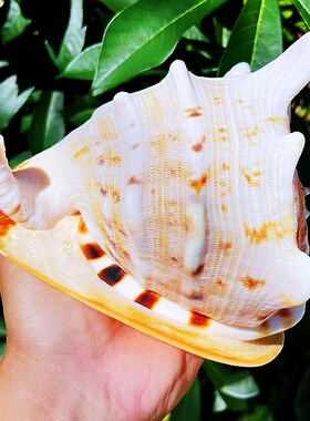 海贝缘天然海螺四大名螺玄关摆件