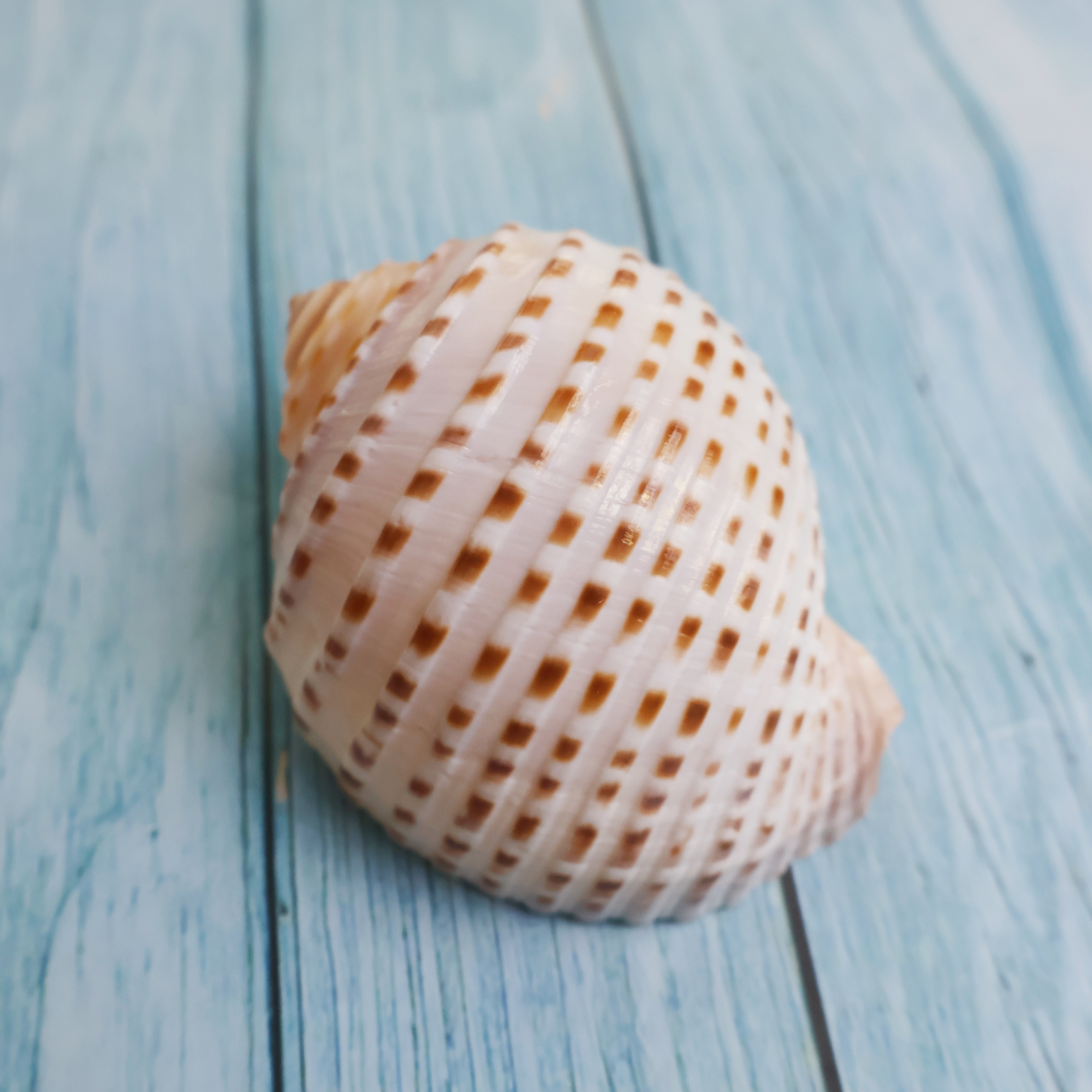 花点琴螺天然海螺贝壳鱼缸水族造景卷贝鱼繁殖壳多肉花盆底座摆件,淘宝优惠券,粉丝福利购,淘宝优惠卷
