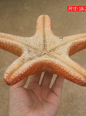 海贝缘超大天然海螺贝壳胖海星
